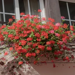 3 Géraniums-lierre rouges - Le balcon rouge tout l'été
