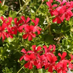 3 Géraniums-lierre rouges - Le balcon rouge tout l'été