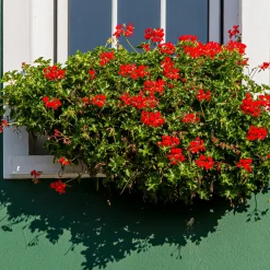 3 Géraniums-lierre rouges - Le balcon rouge tout l'été
