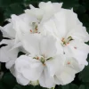 Géraniums à massifs blancs - Un balcon fleuri tout l'été
