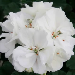 Géraniums à massifs blancs - Un balcon fleuri tout l'été