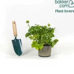 Géraniums à massifs blancs - Un balcon fleuri tout l'été