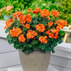 Géraniums orange - Un balcon qui explose de couleur