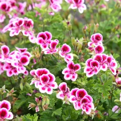 3 Géraniums parfumés Pansy - Le balcon fleuri sans effort
