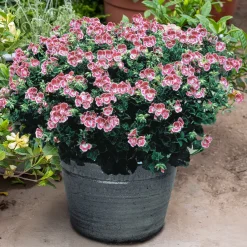 3 Géraniums parfumés Pansy - Le balcon fleuri sans effort