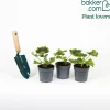 3 Géraniums rose abricot - Un balcon fleuri tout l'été