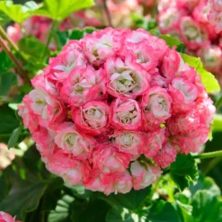 3 Géraniums rose abricot - Un balcon fleuri tout l'été