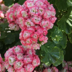 3 Géraniums rose abricot - Un balcon fleuri tout l'été