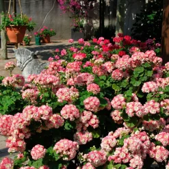 3 Géraniums rose abricot - Un balcon fleuri tout l'été