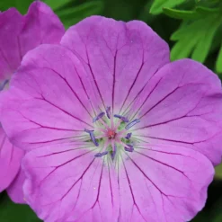 9 Géraniums vivaces en mélange - Un tapis fleuri sans effort