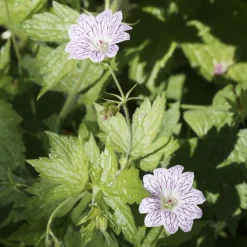 9 Géraniums vivaces en mélange - Un tapis fleuri sans effort