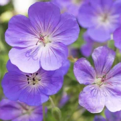 9 Géraniums vivaces en mélange - Un tapis fleuri sans effort