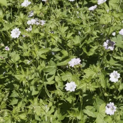 9 Géraniums vivaces en mélange - Un tapis fleuri sans effort