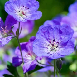 9 Géraniums vivaces en mélange - Un tapis fleuri sans effort