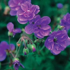 2 Géraniums vivaces à fleurs doubles bleue - Le bleu double qui dure