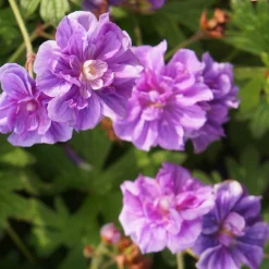 2 Géraniums vivaces à fleurs doubles bleue - Le bleu double qui dure