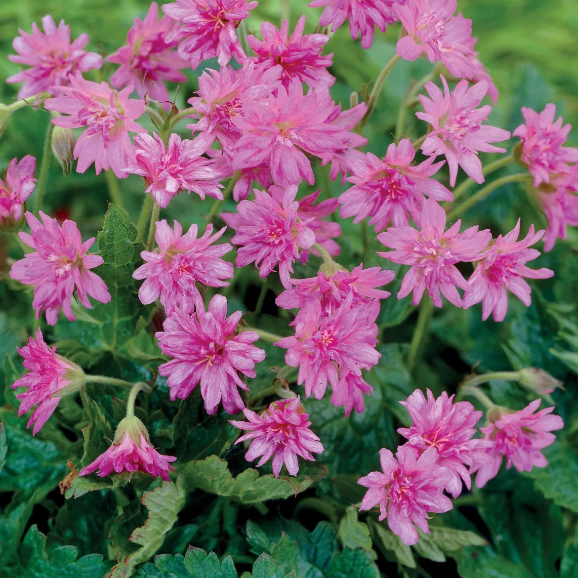 3 Géraniums vivaces Southcomble double - Fleurs roses tout l'été