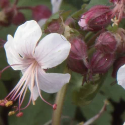 Géraniums vivaces Spessart - Un tapis fleuri sans effort
