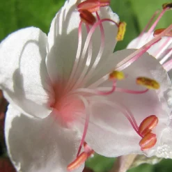 Géraniums vivaces Spessart - Un tapis fleuri sans effort