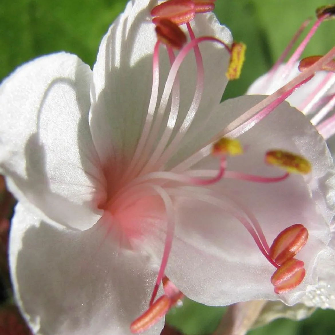 Géraniums vivaces Spessart - Un tapis fleuri sans effort