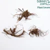3 Géraniums vivaces striés - 5 mois de fleurs sans effort