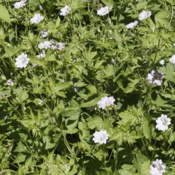3 Géraniums vivaces striés - 5 mois de fleurs sans effort