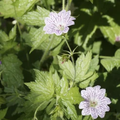 3 Géraniums vivaces striés - 5 mois de fleurs sans effort