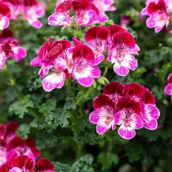 Géranium 'Tip Top Duet' - Le balcon fleuri sans effort