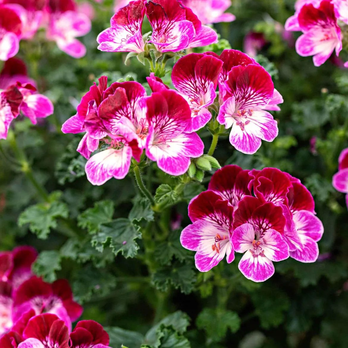 Géranium 'Tip Top Duet' - Le balcon fleuri sans effort
