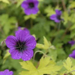 Géranium vivace Ann Folkard - Un tapis fleuri tout l'été
