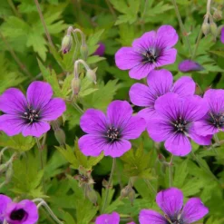 Géranium vivace Ann Folkard - Un tapis fleuri tout l'été