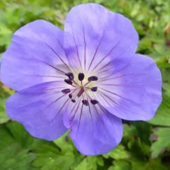 Géranium vivace Azure Rush - Un tapis bleu tout l'été