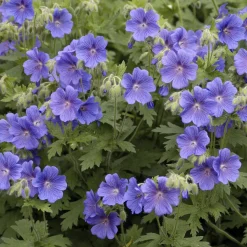 Géranium vivace bleu de l'Himalaya - Un tapis fleuri sans effort