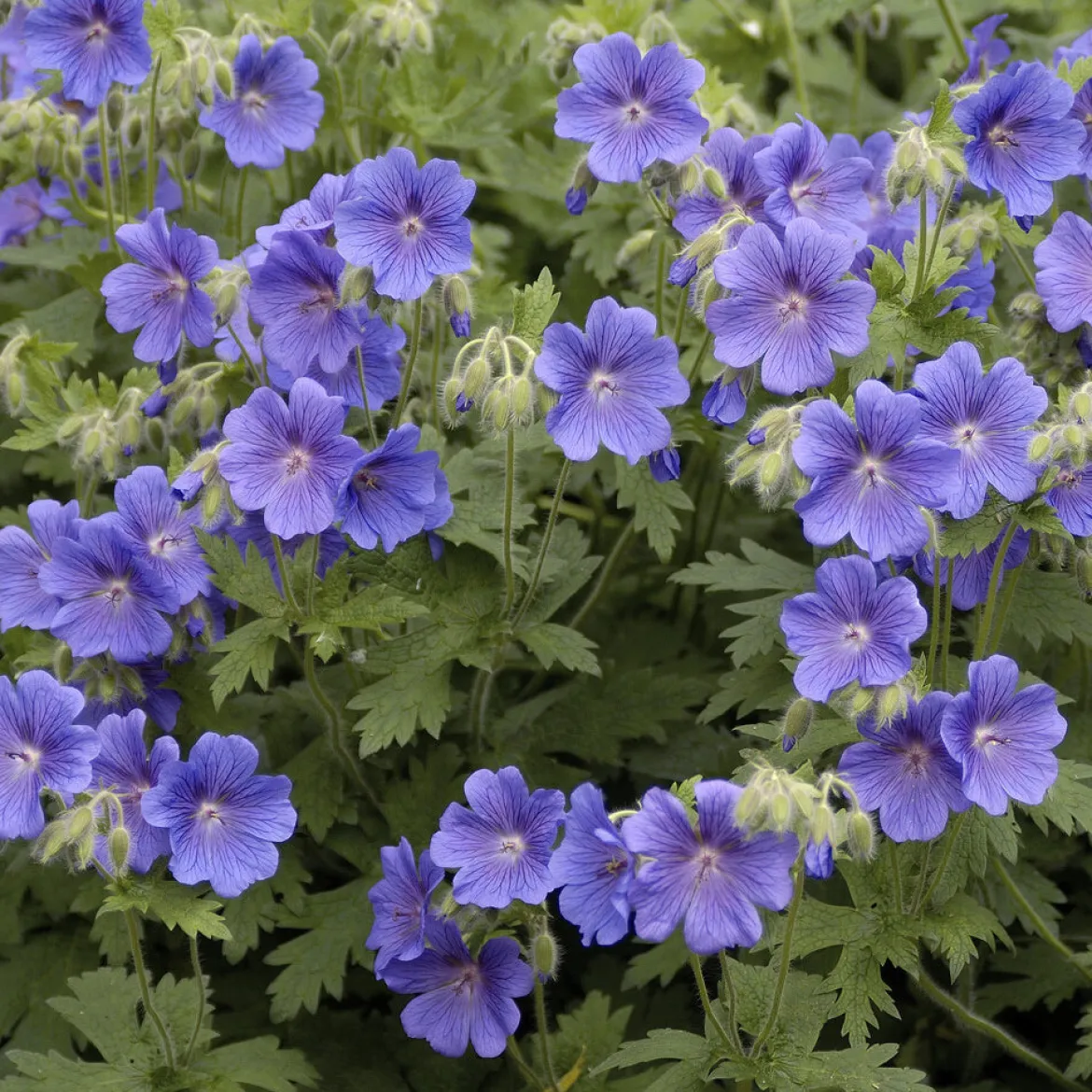 Géranium vivace bleu de l'Himalaya - Un tapis fleuri sans effort