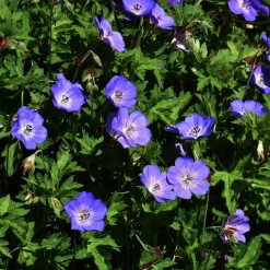 Géranium vivace bleu de l'Himalaya - Un tapis fleuri sans effort
