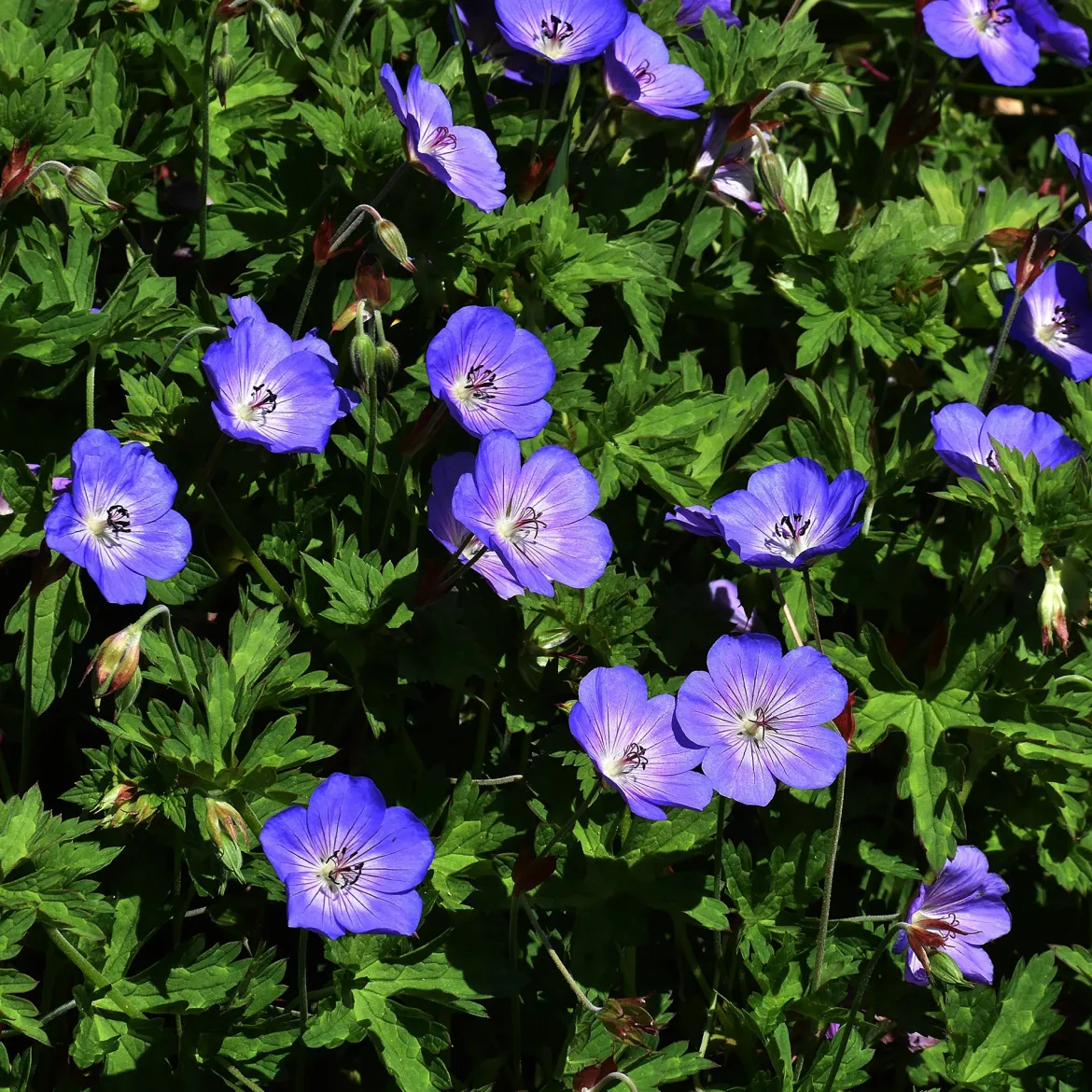 Géranium vivace bleu de l'Himalaya - Un tapis fleuri sans effort