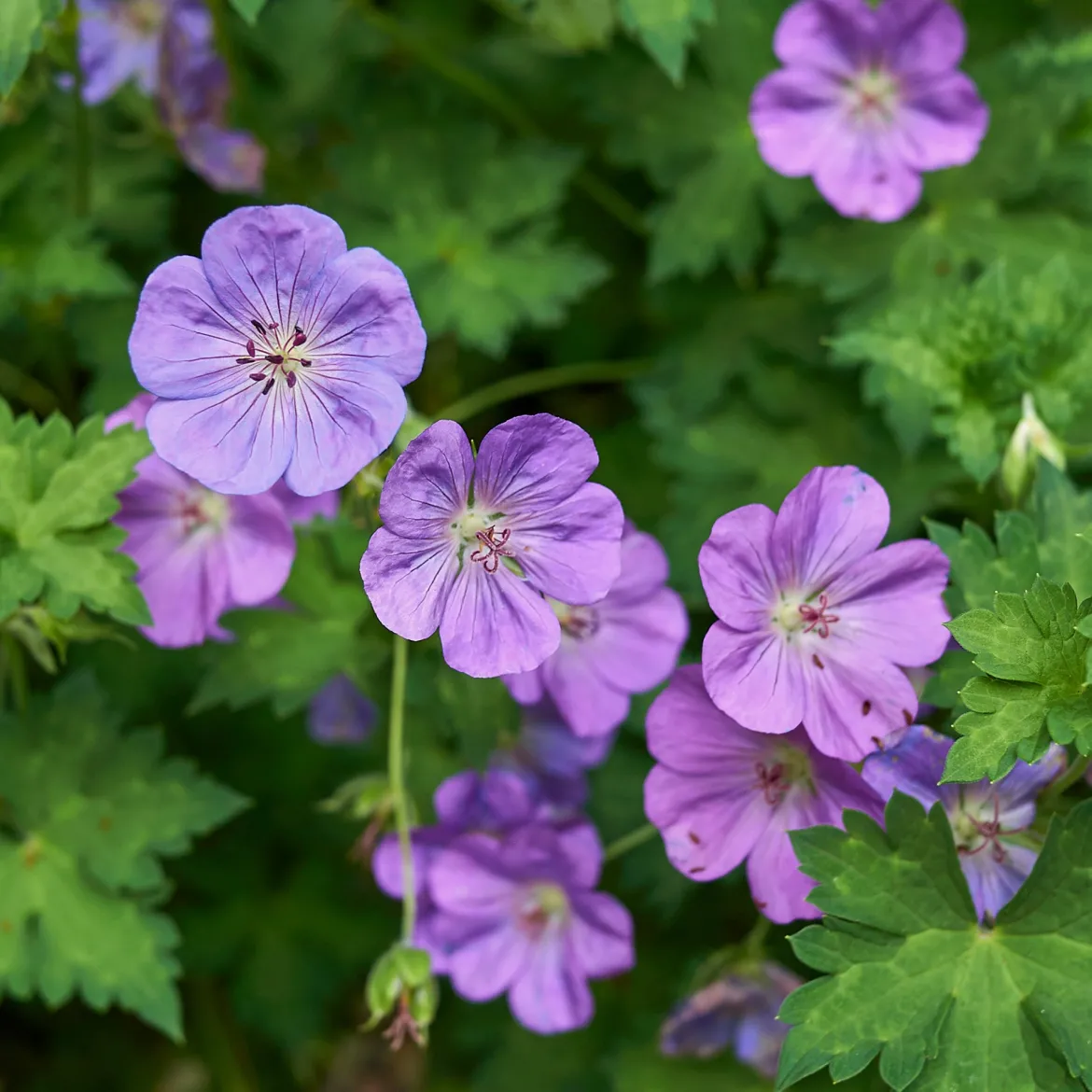 Géranium vivace bleu de l'Himalaya - Un tapis fleuri sans effort