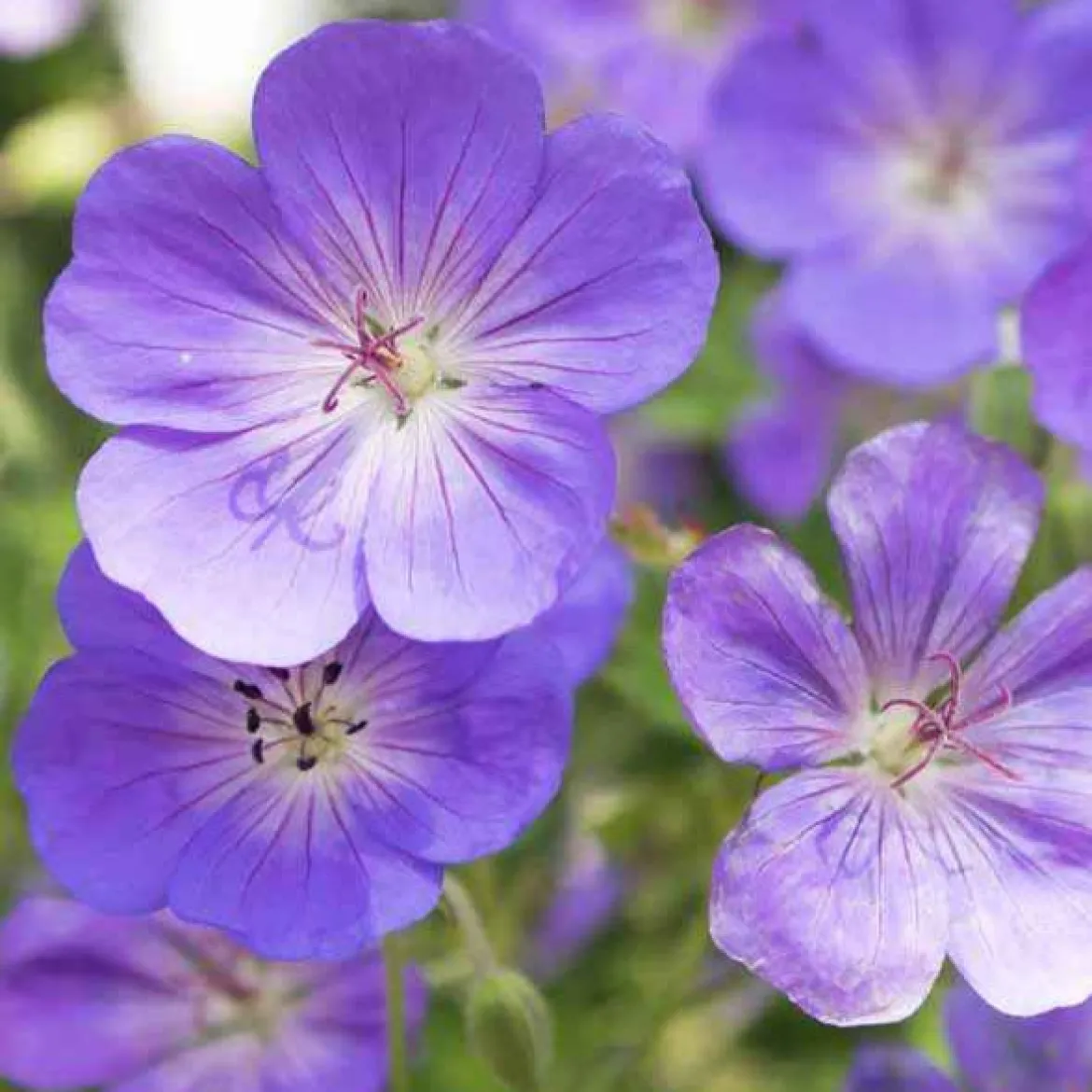 Géranium vivace bleu de l'Himalaya - Un tapis fleuri sans effort