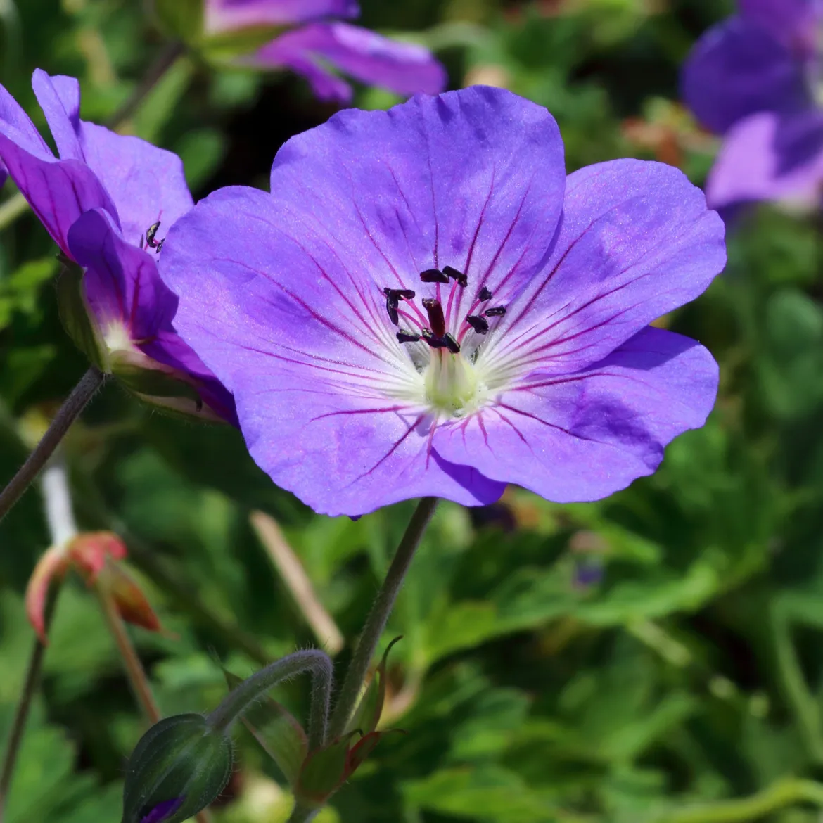 Géranium vivace bleu de l'Himalaya - Un tapis fleuri sans effort