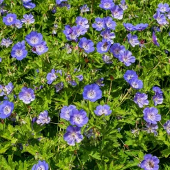 Géranium vivace bleu de l'Himalaya - Un tapis fleuri sans effort