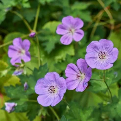 Géranium vivace bleu de l'Himalaya - Un tapis fleuri sans effort