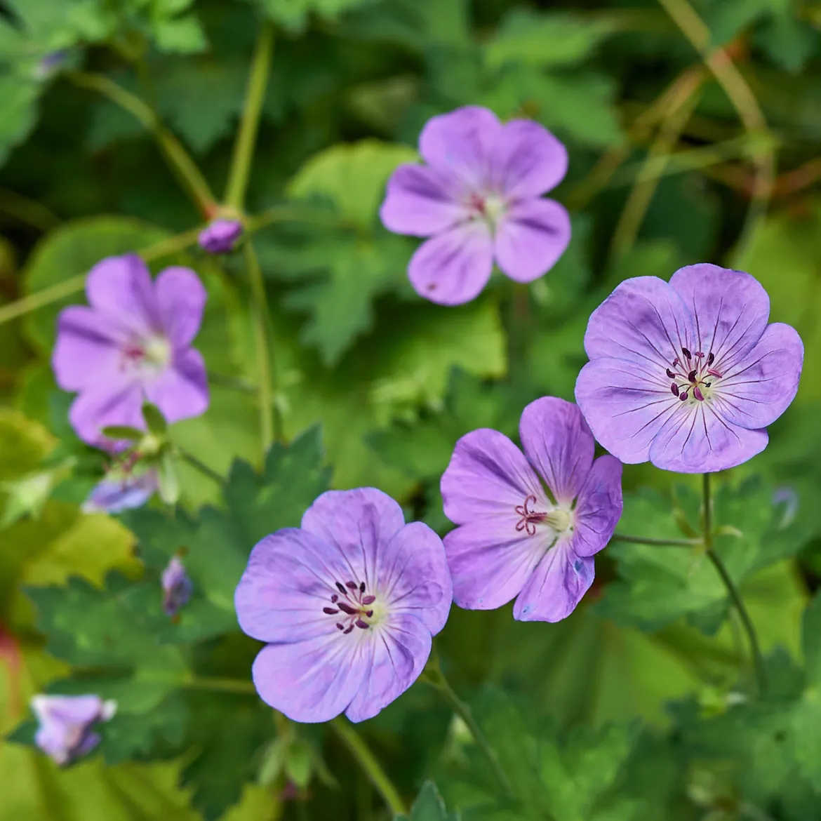 Géranium vivace bleu de l'Himalaya - Un tapis fleuri sans effort