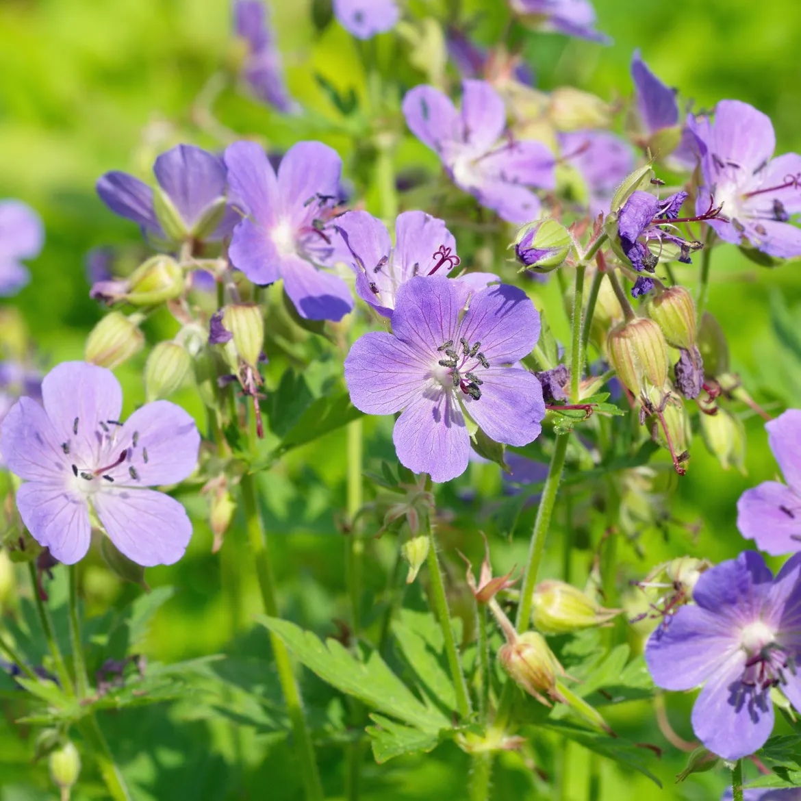 Géranium vivace bleu - Un tapis de fleurs bleues
