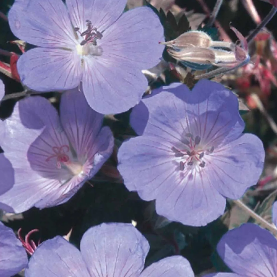 Géranium vivace bleu - Un tapis de fleurs bleues