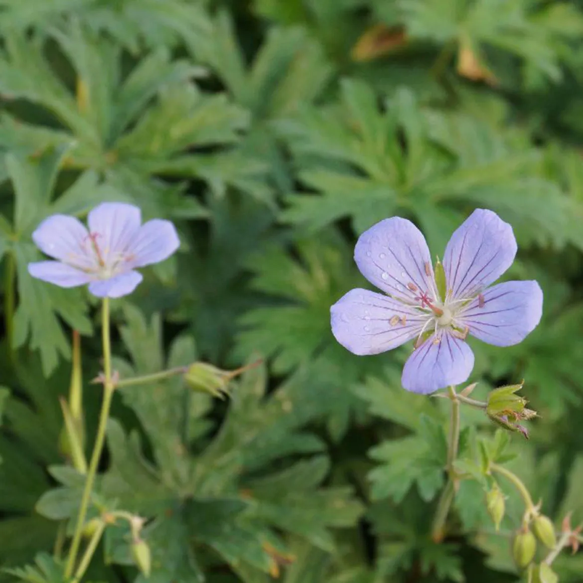 Géranium vivace Blue Cloud - Un nuage de fleurs bleues