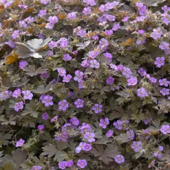 Géranium vivace Bob's Blunder - Un tapis fleuri sans effort