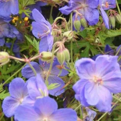 Géranium vivace Brookside - Fleurs bleues tout l'été