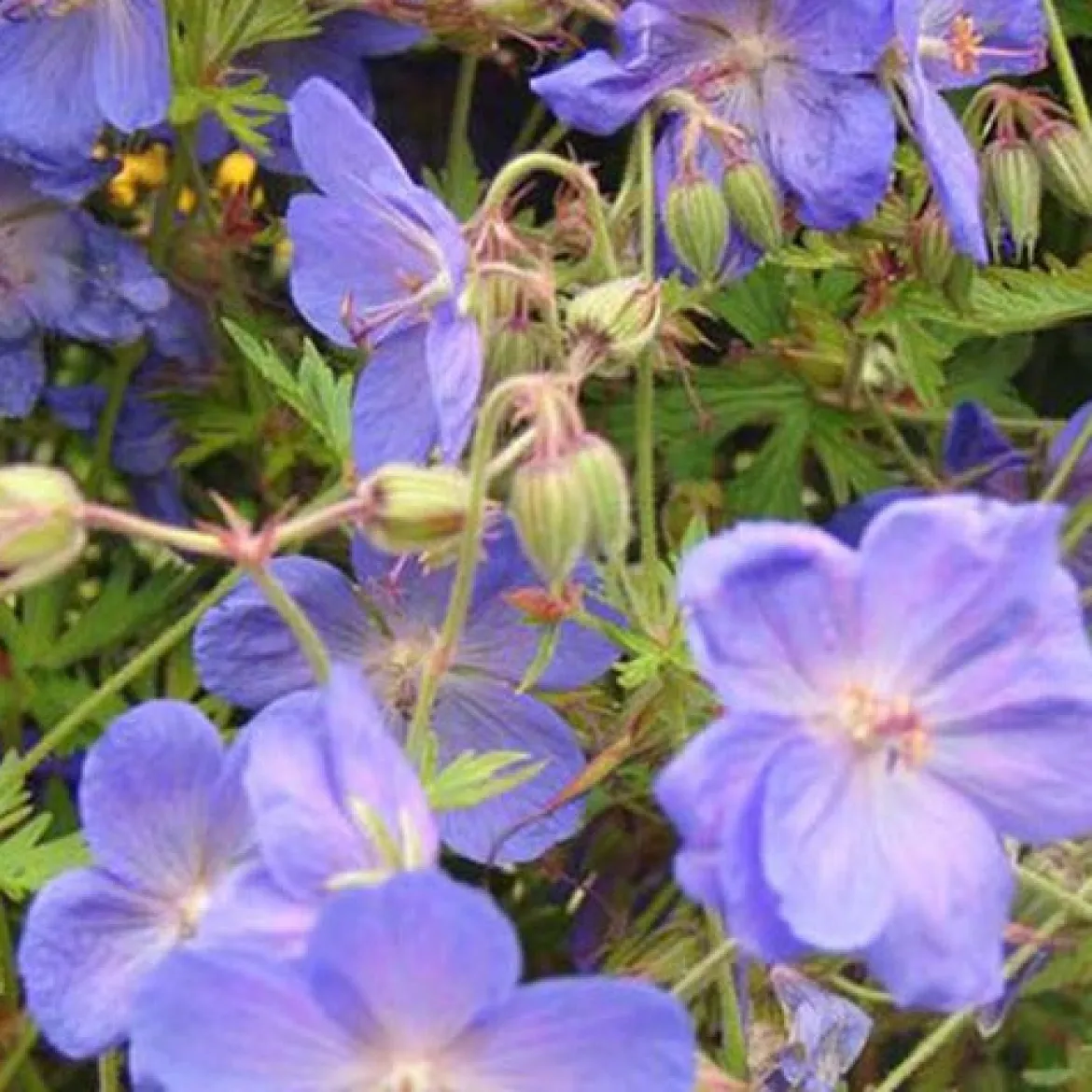 Géranium vivace Brookside - Fleurs bleues tout l'été