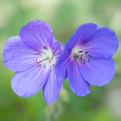 Géranium vivace Brookside - Fleurs bleues tout l'été