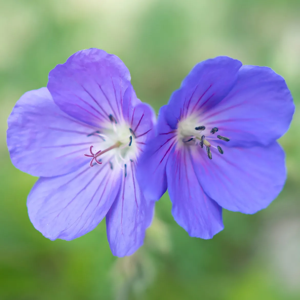 Géranium vivace Brookside - Fleurs bleues tout l'été